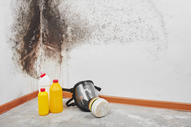 Best Residential Mold Remediation in Newaygo, MI