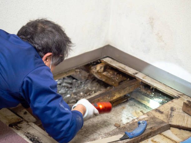 Best Commercial Mold Remediation in Newaygo, MI