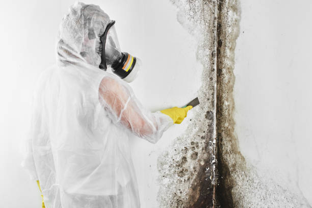 Best Health and Safety Mold Remediation in Newaygo, MI
