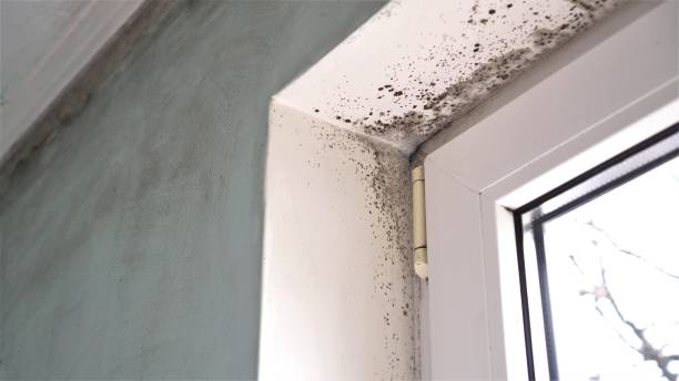 Best HVAC Mold Remediation in Newaygo, MI