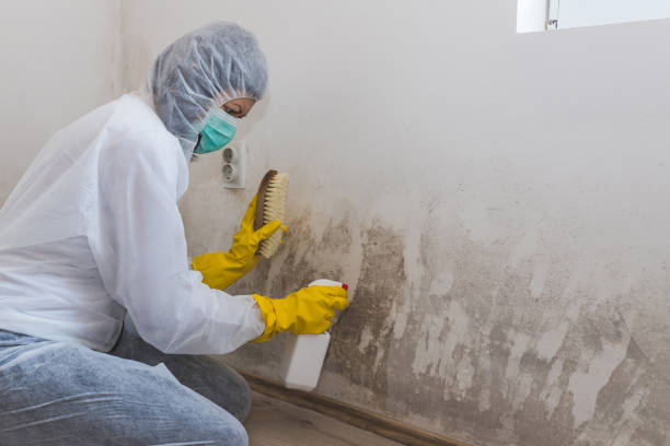Best Post-Flood Mold Remediation in Newaygo, MI