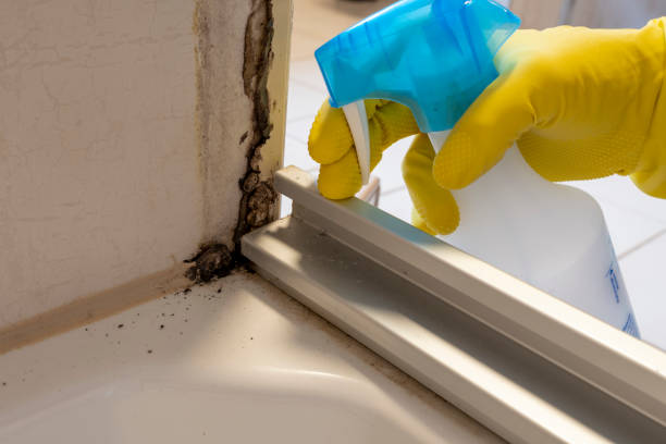 Best Bathroom Mold Remediation in Newaygo, MI