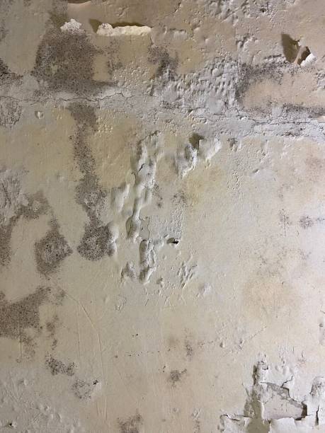 Best Mold Remediation for Specific Building Types in Newaygo, MI