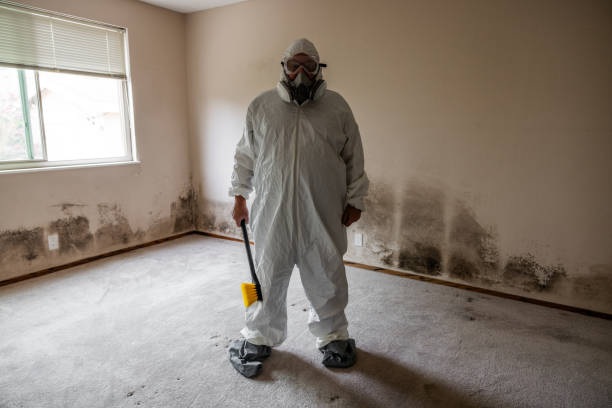 Best Residential Mold Remediation in Newaygo, MI