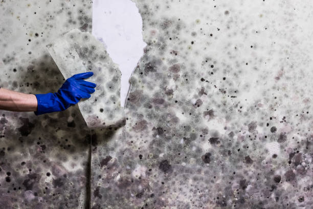 Professional Mold Remediation in Newaygo, MI