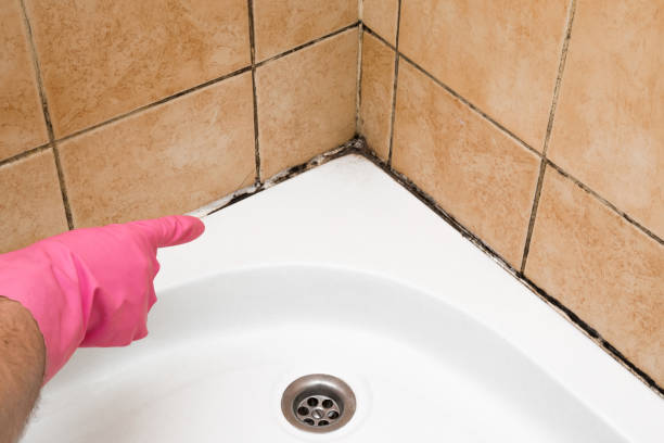 Best Commercial Mold Remediation in Newaygo, MI